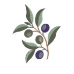 Matriz de Bordado - Folhas e Fruto
