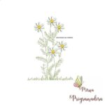 Matriz de Bordado Jardim Margaridas